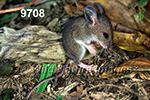Peromyscus-leucopus